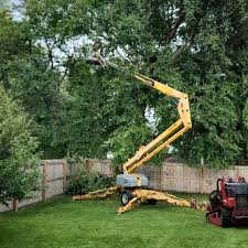 Tree and Shrub Care in Jackson, CA