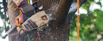 Best Storm Damage Tree Cleanup  in Jackson, CA