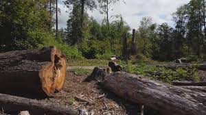 Best Firewood Processing and Delivery  in Jackson, CA