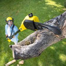 Best Arborist Consultation Services  in Jackson, CA