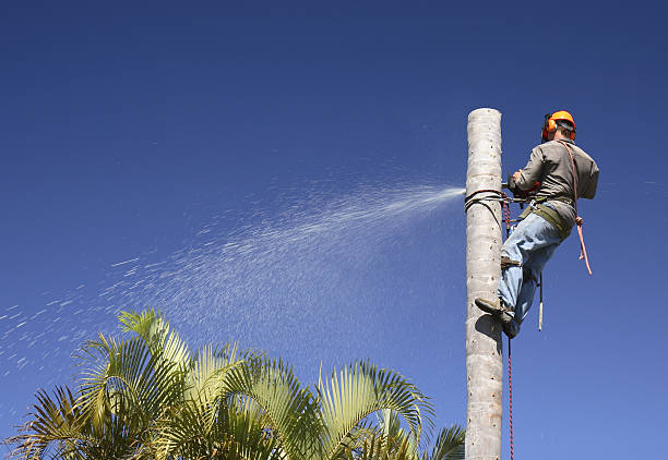 Best Storm Damage Tree Cleanup  in Jackson, CA