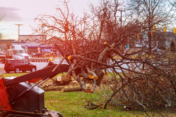 Best Root Management and Removal  in Jackson, CA