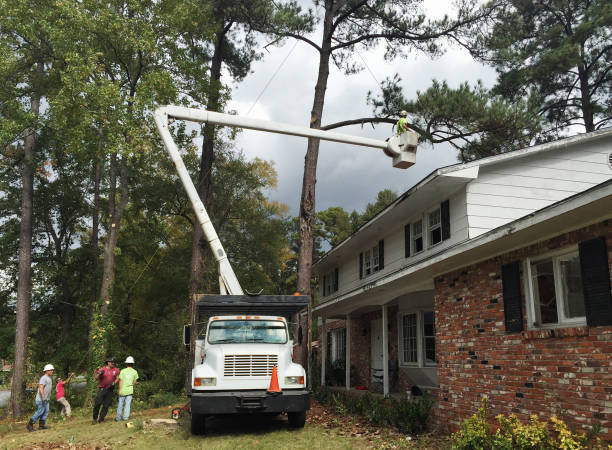 Leaf Removal in Jackson, CA