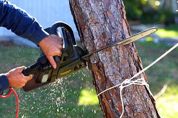  Jackson, CA Tree Services Pros