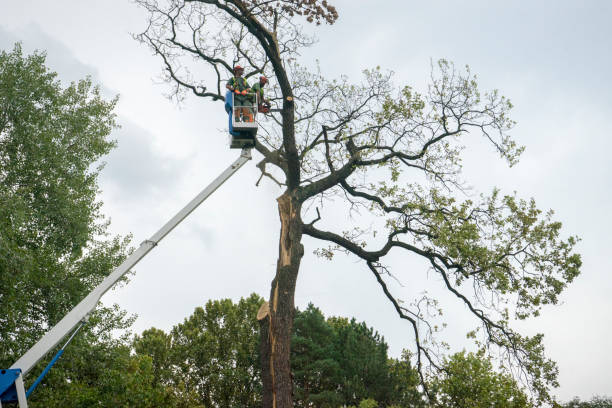 Best Tree Maintenance Programs  in Jackson, CA