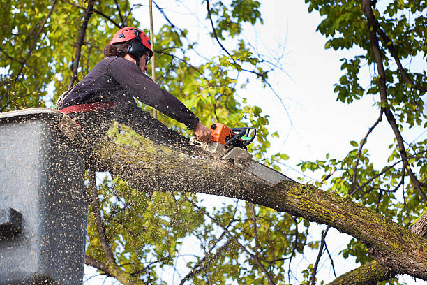 Best Tree Removal Service  in Jackson, CA