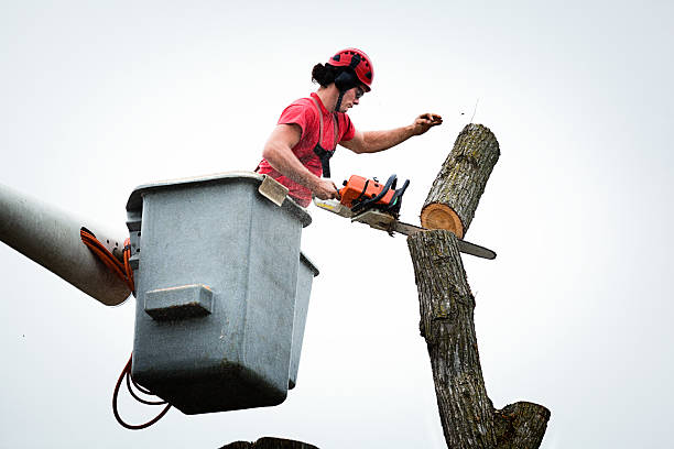 Best Tree and Shrub Care  in Jackson, CA