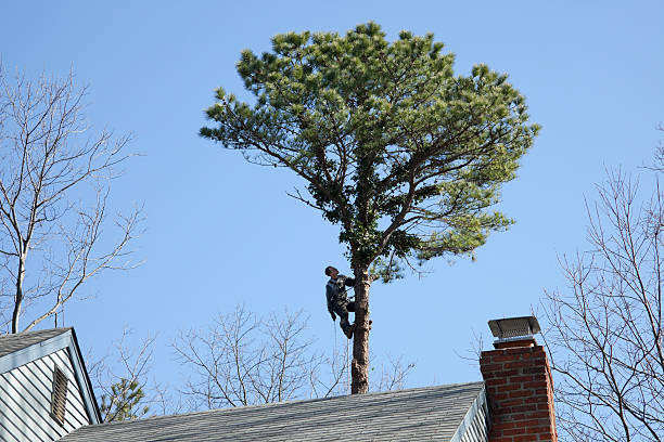 Best Leaf Removal  in Jackson, CA