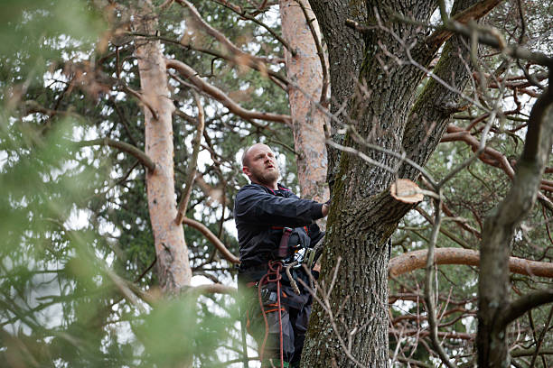 Best Tree Cabling and Bracing  in Jackson, CA