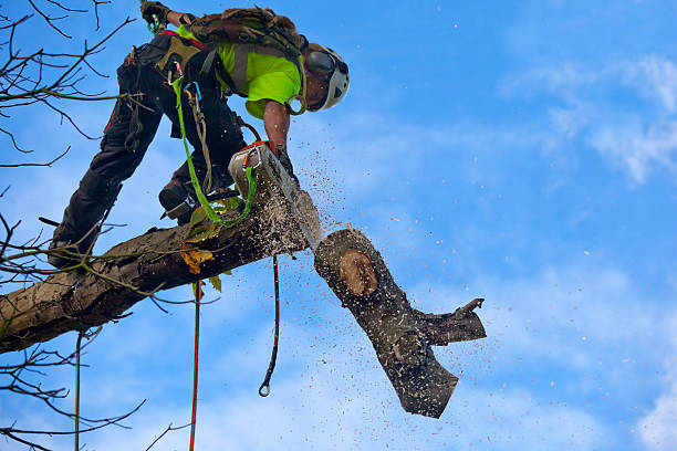 How Our Tree Care Process Works  in  Jackson, CA