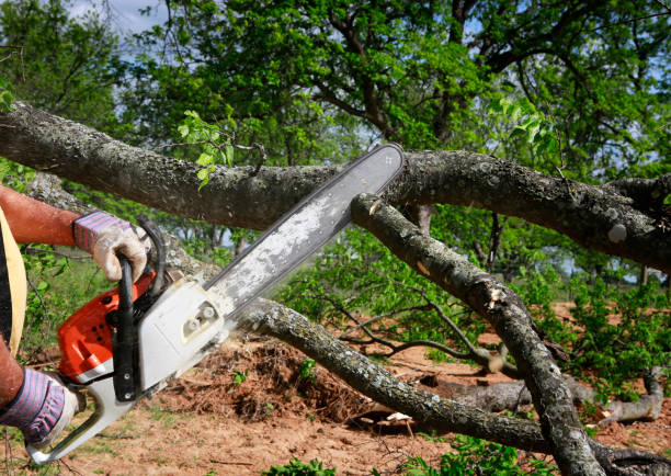 Reliable Jackson, CA Tree Services Solutions